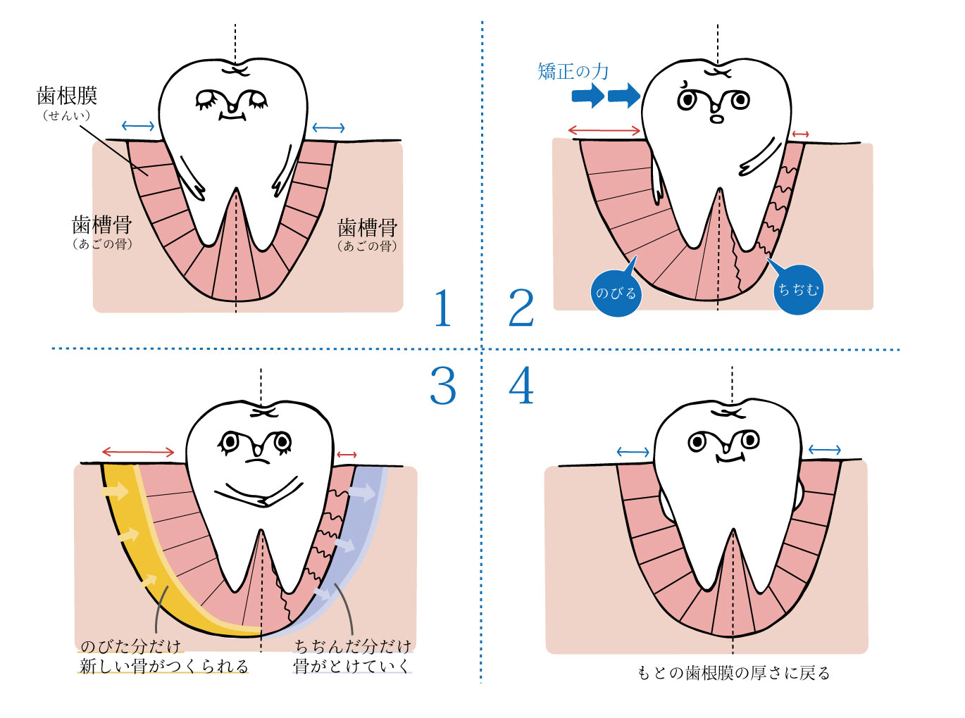 歯が動くメカニズム